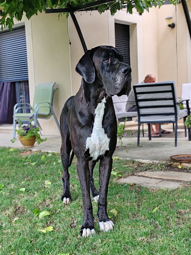 Thor Du Domaine D'Orthos