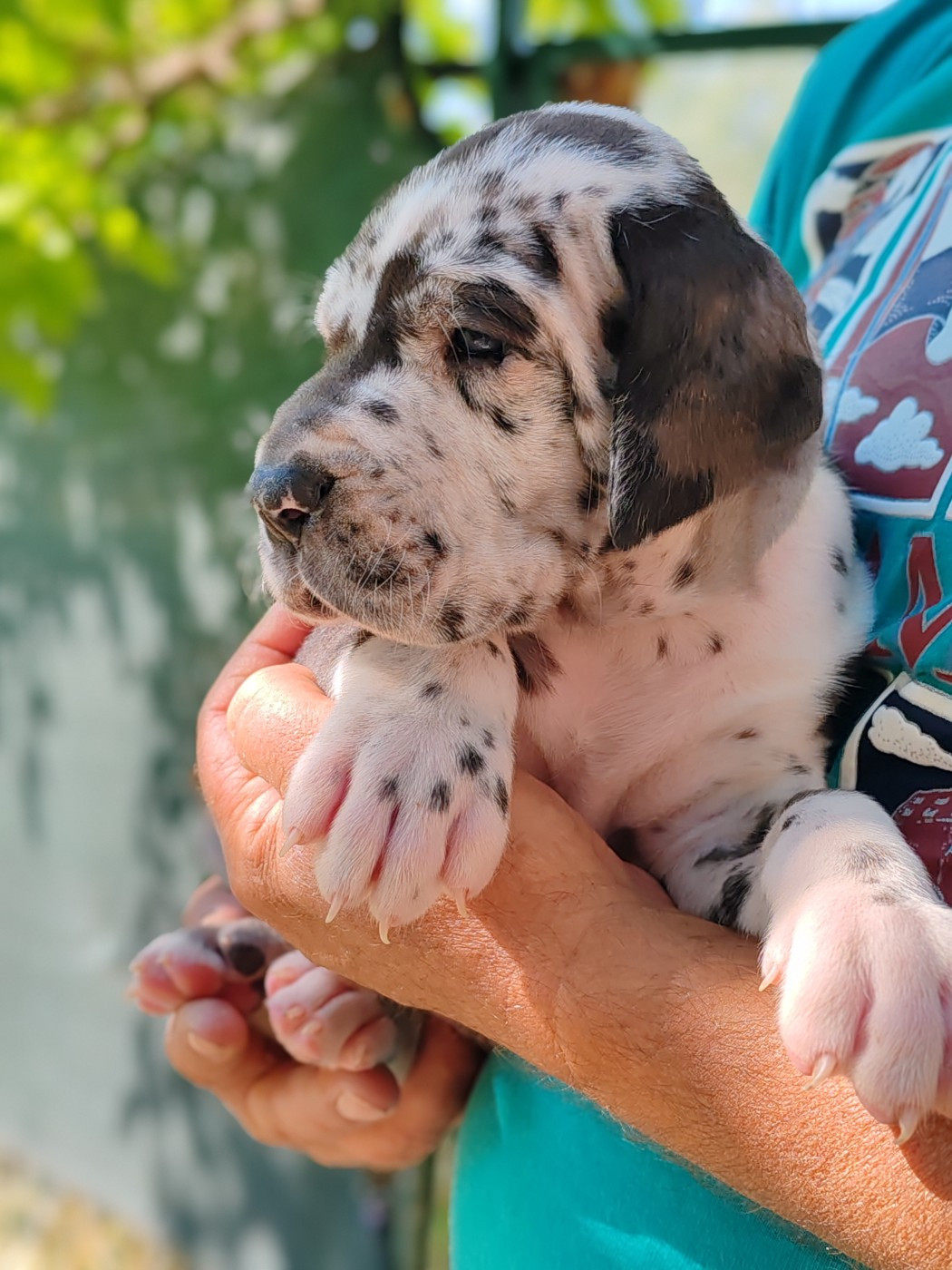 Du Domaine D'Orthos - Chiots disponibles - Dogue allemand