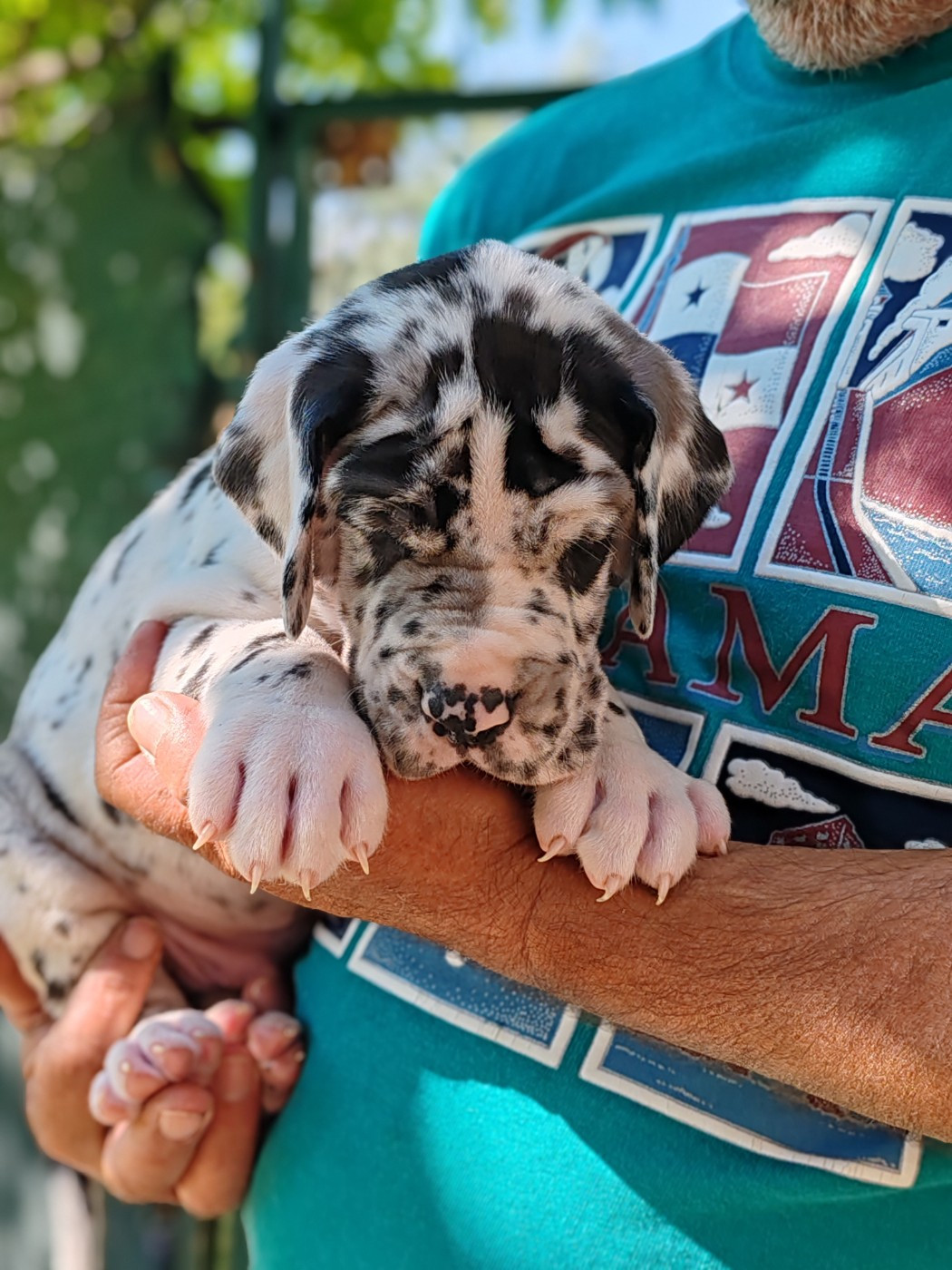Du Domaine D'Orthos - Chiots disponibles - Dogue allemand