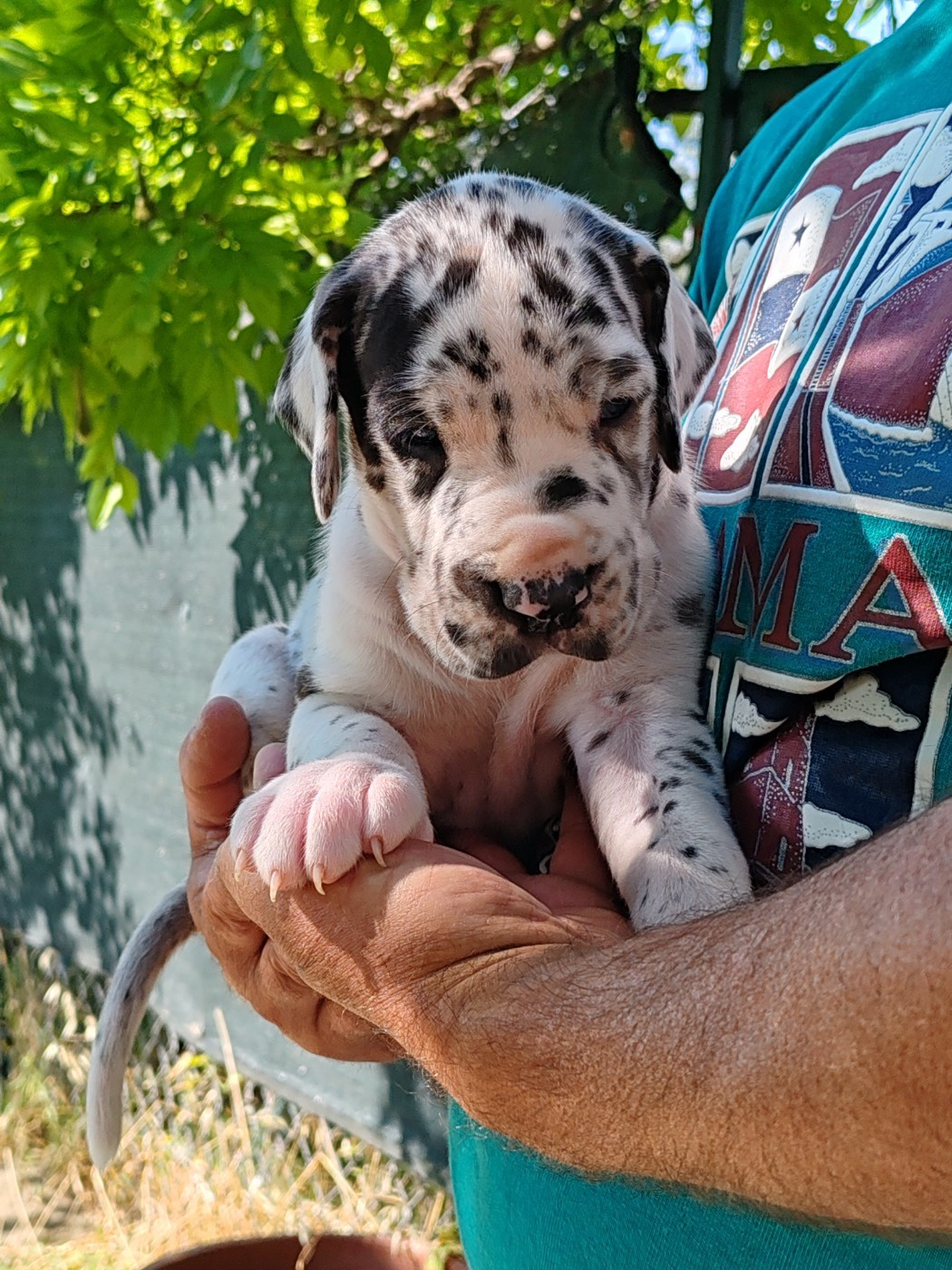 Du Domaine D'Orthos - Chiots disponibles - Dogue allemand