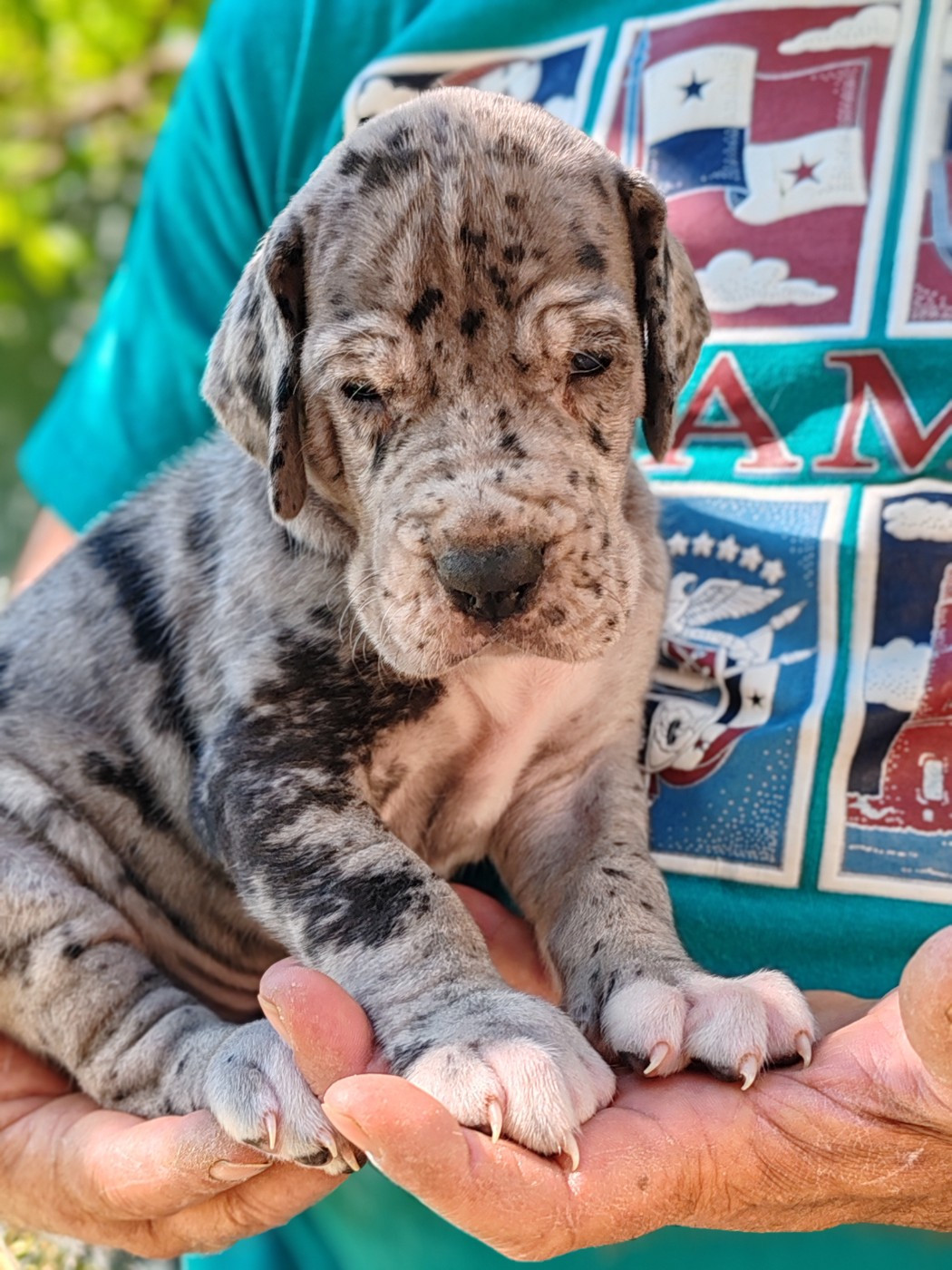 Du Domaine D'Orthos - Chiots disponibles - Dogue allemand
