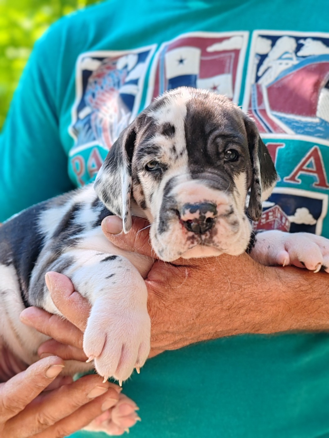 Du Domaine D'Orthos - Chiots disponibles - Dogue allemand