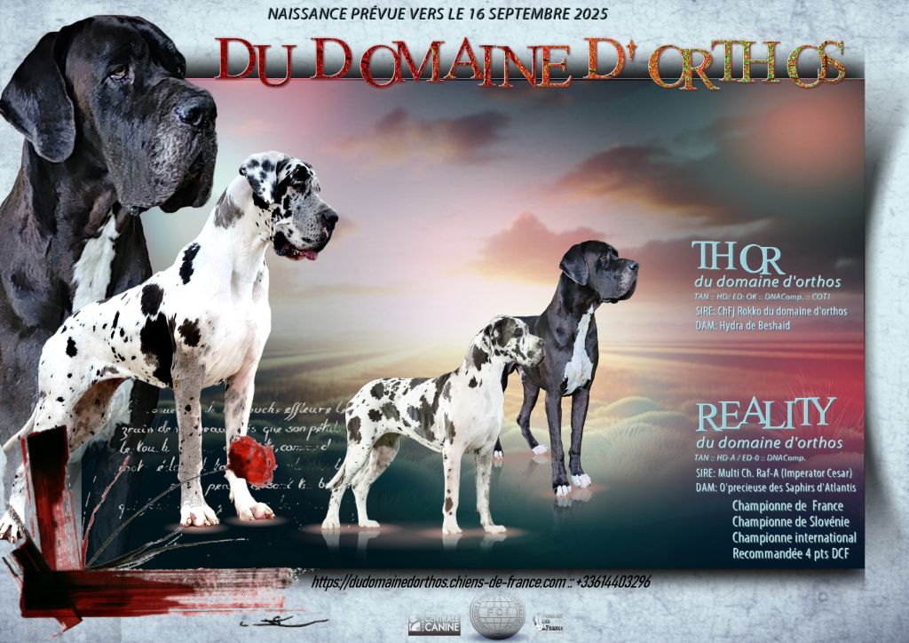 Chiot Dogue allemand Du Domaine D'Orthos
