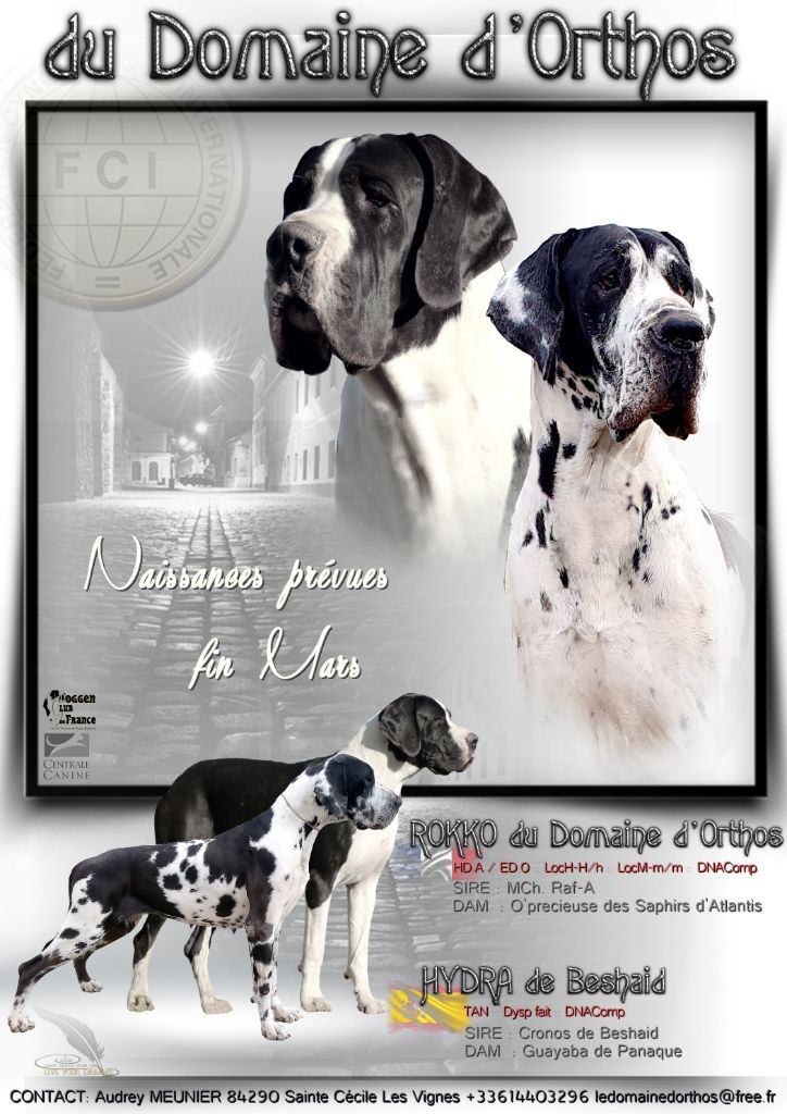 Du Domaine D'Orthos - Dogue allemand - Portée née le 30/03/2022
