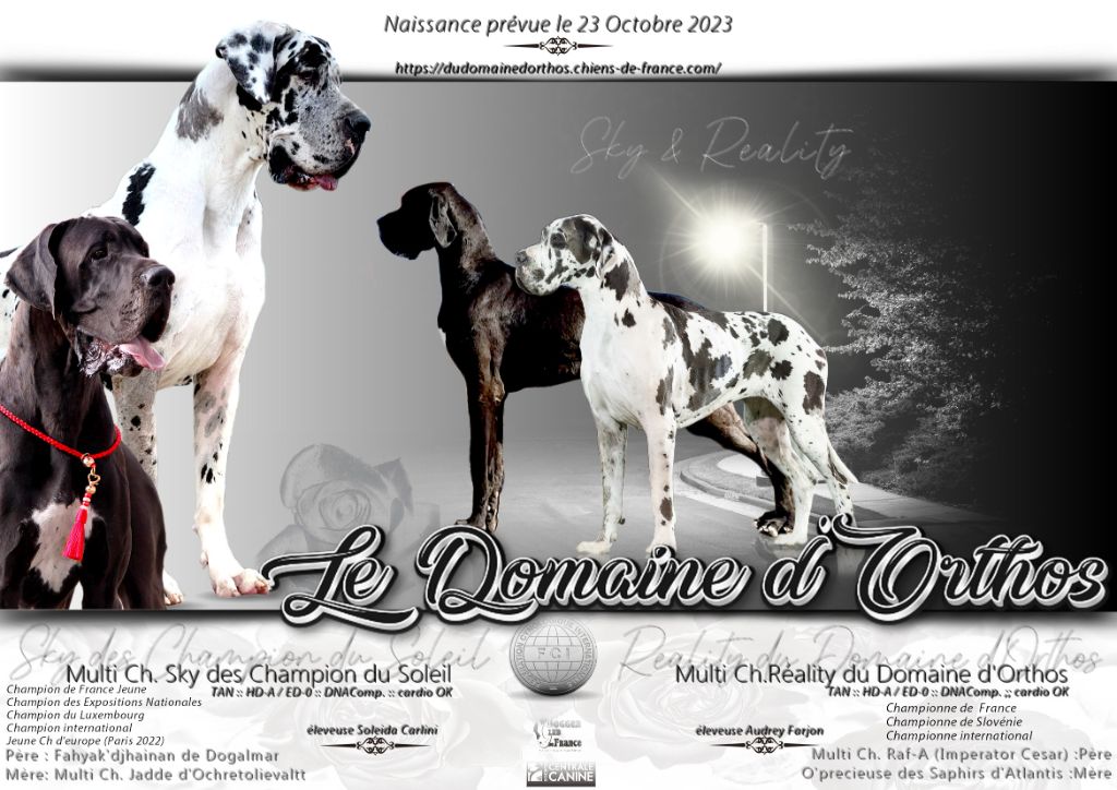 Du Domaine D'Orthos - Dogue allemand - Portée née le 23/10/2023
