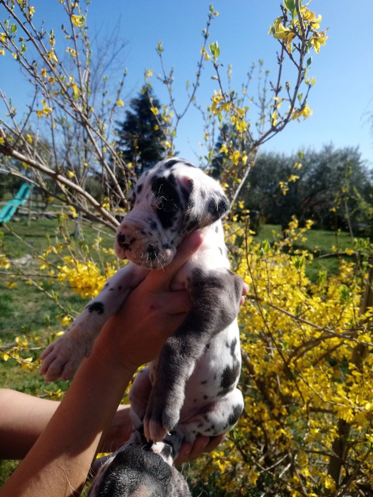 Syla arlequine