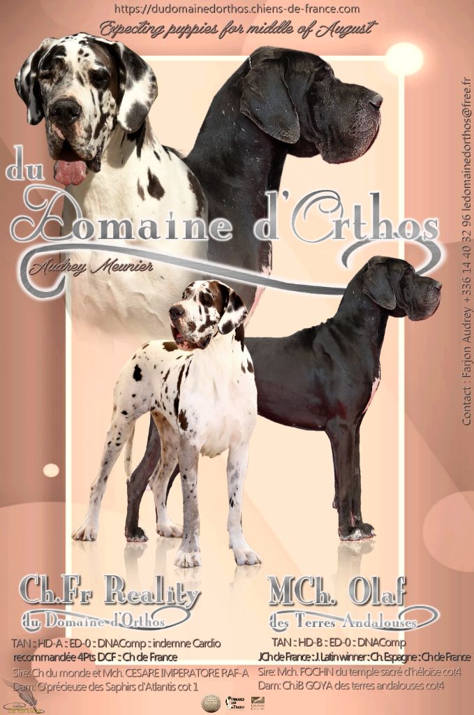Du Domaine D'Orthos - Dogue allemand - Portée née le 13/08/2022