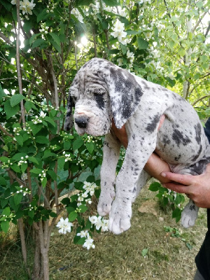Ukrainia femelle gris bigarré