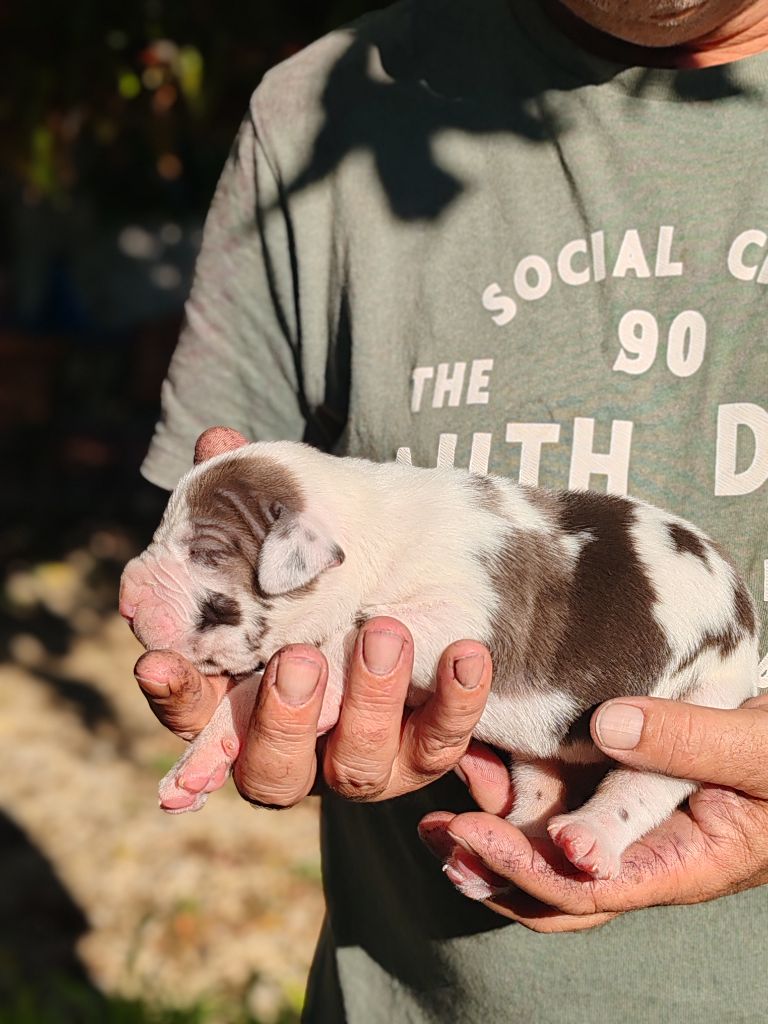 Du Domaine D'Orthos - Chiots disponibles - Dogue allemand