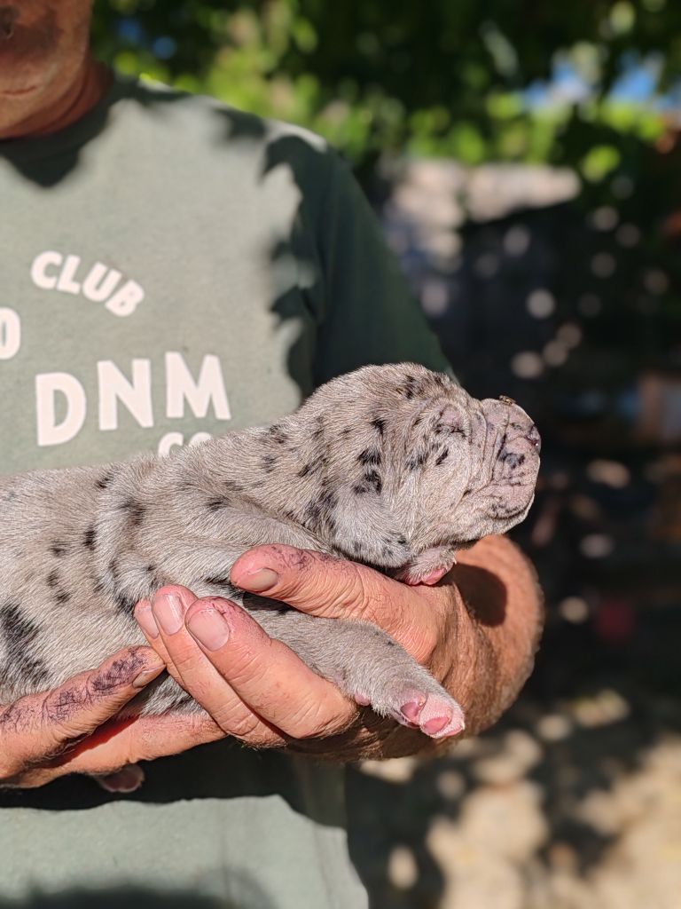 Du Domaine D'Orthos - Chiots disponibles - Dogue allemand